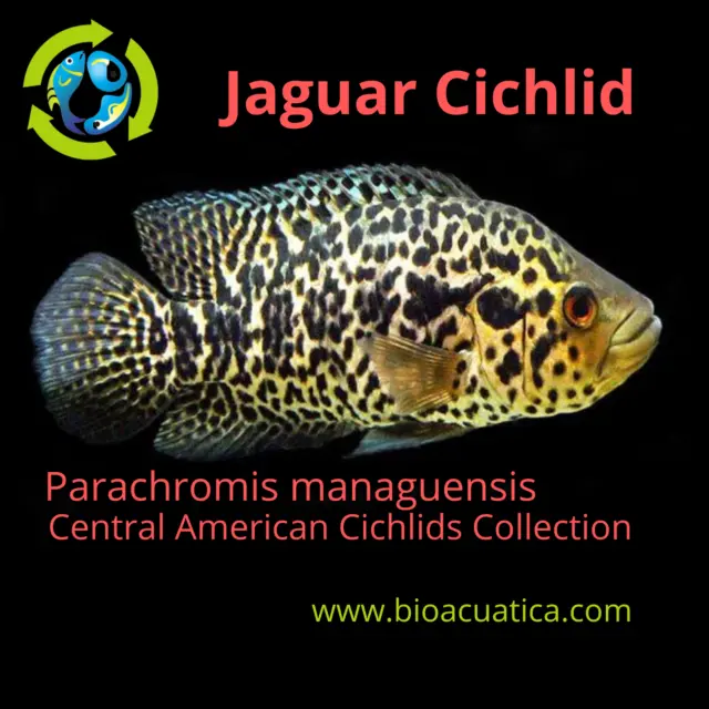 JAGUAR CICHLID 1 TO 1.5" UNSEXED (Parachromis managuensis)