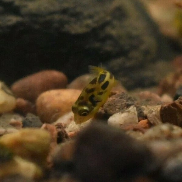 Live Indian Dwarf Pea Puffers *Pack of 3 Freshwater Nano Fish* (PLS READ DESCR) 3
