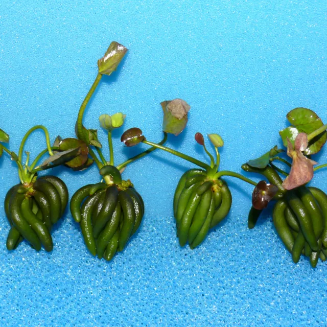 Nymphoides aquatica, Wasserbanane, Seekanne, banana plant, lily - Preisvorschlag