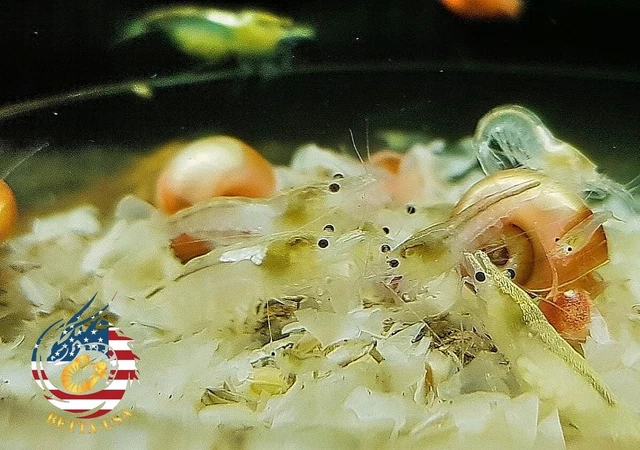 10+1 Snow Ball Shrimp Freshwater Neocaridina Aquarium Shrimp. Live Guarantee