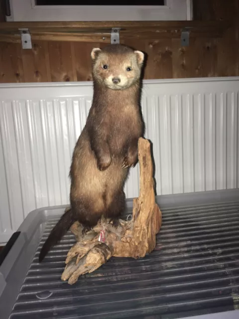 Tierpräparat Marder Taxidermie