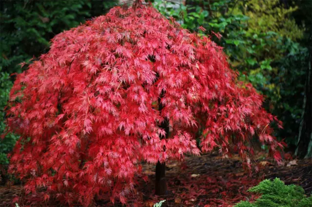 Japanese Maple  (Acer palmatum)  30   Seeds