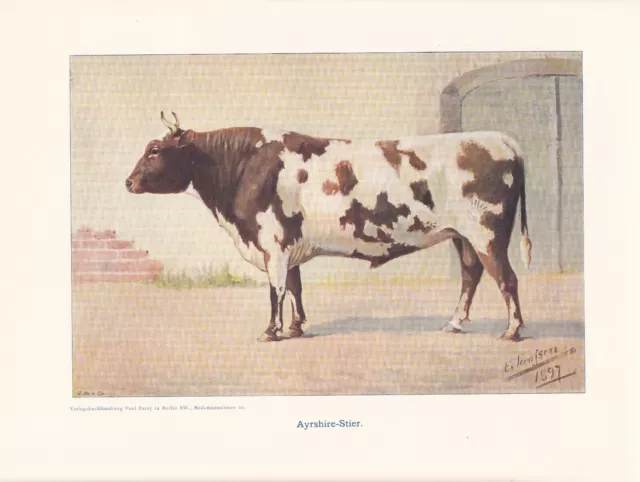 Ayrsire-Stier Ayrshire-Rind FARBDRUCK von 1925 Reprint
