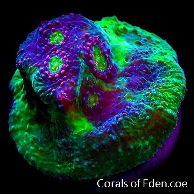 CORALS OF EDEN ~ Watermelon Chalice Coral Frag- Live Coral for Sale ~ LPS ~ SPS