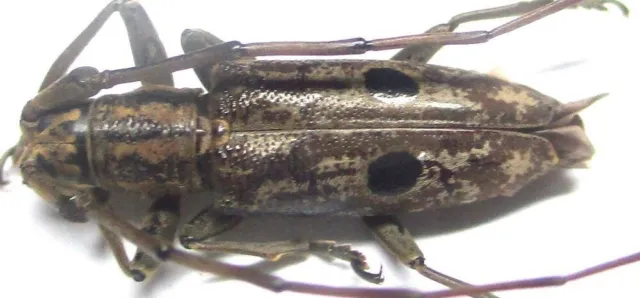 Q009 GNE | CL : Cerambycidae: Pelargoderus luzonicus male 16mm