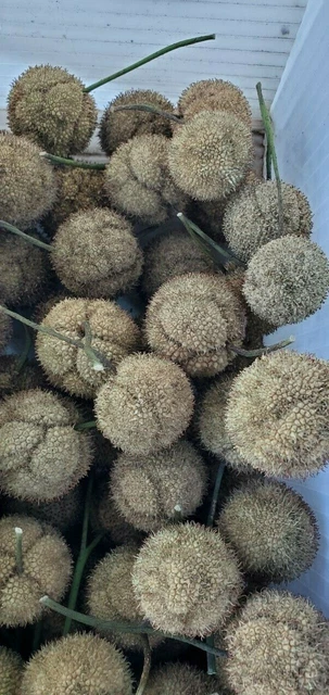 Seed Pods Heads 2021 Arizona Sycamore Tree Crafts Coronas Decoración 1,5" Diapositiva Lote 25 2