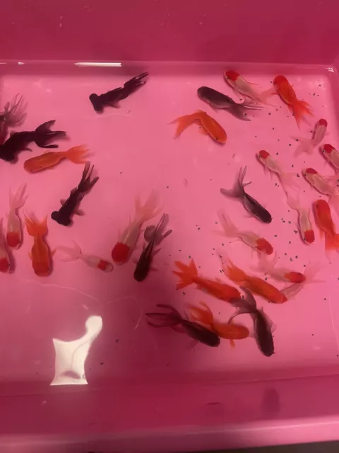3+2  (1.5"-2"+) Assorted Fancy Goldfish Oranda Fantail Ranchu Black Moor Random