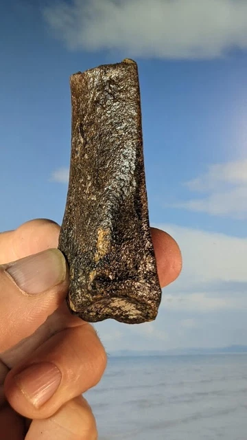 Tip Bone SEAL ULNA TIP bone Fossil. Pleistocene Ice Age 58mm x 35mm Boxed EUR 16 ...
