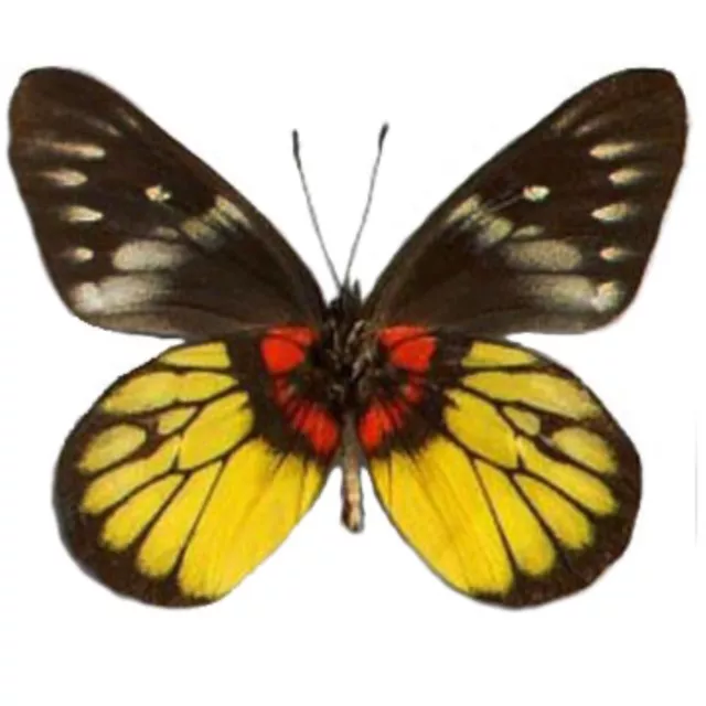 Delias ninus black yellow red butterfly Indonesia WINGS CLOSED