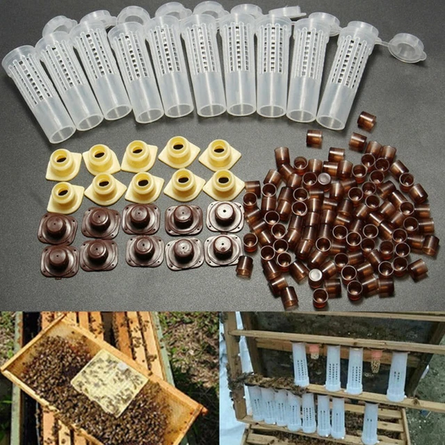 Kit de taza de crianza para el hogar duradero kit de jaula de apicultura sistema de caja marrón completo