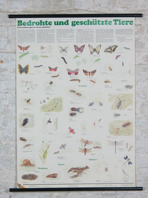 Affiche Scolaire Rétro 1978 - Vélo Sans Accessoires, Tableau à Tirer, Tchécoslovaquie