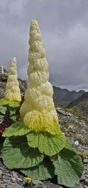 5 Semillas de Rheum nobile - Ruibarbo gigante de montaña