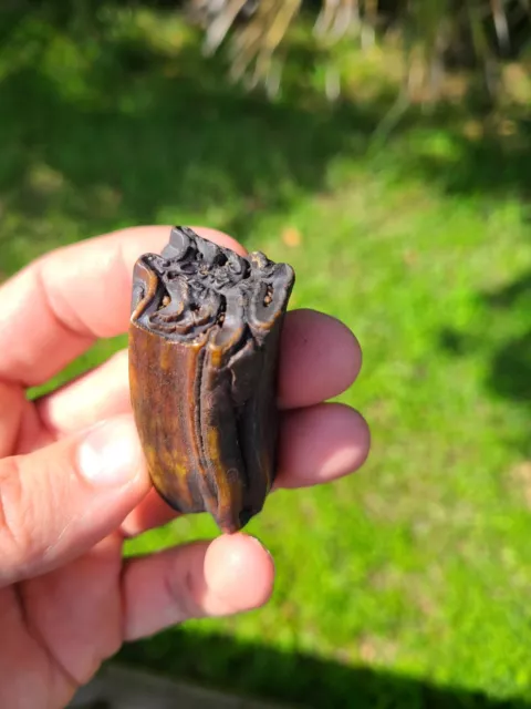 Florida Fossil Horse Tooth Pleistocene Northwest Florida River Equus