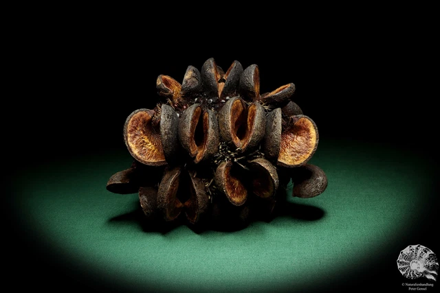 Banksia speciosa Australia árboles de plata recientes frutos secos frutos secos