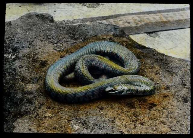 ANTIQUE Magic Lantern Slide A VENOMOUS SNAKE C1910 PHOTO