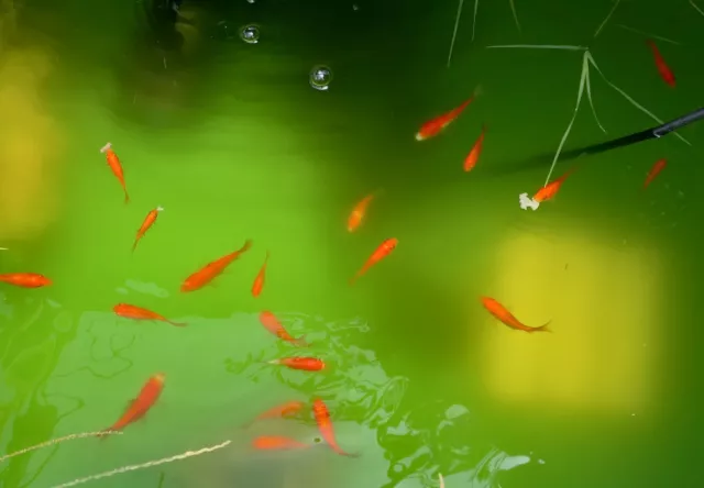 Toledo Goldfish LIVE Freshwater Tropical Fish Comet Goldfish 2-3"