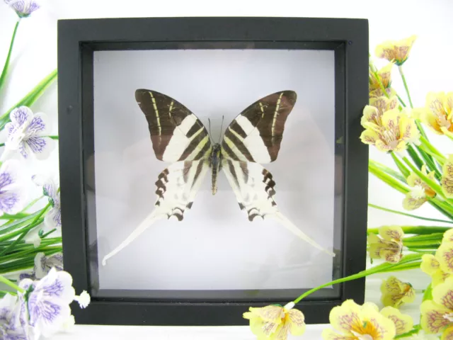 Giant Swordtail- beau papillon réel, conservé dans la vitrine 3D - qualité musée