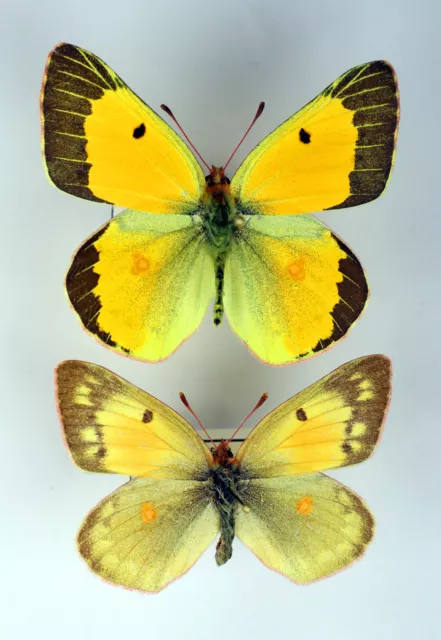 Colias chrysotheme chrysotheme pair (Pieridae)