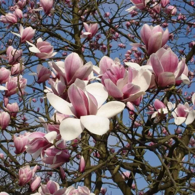 MAGNOLIA DE CAMPBELL - Magnolia campbellii - 5+ Semillas - Seeds - Graines W 144