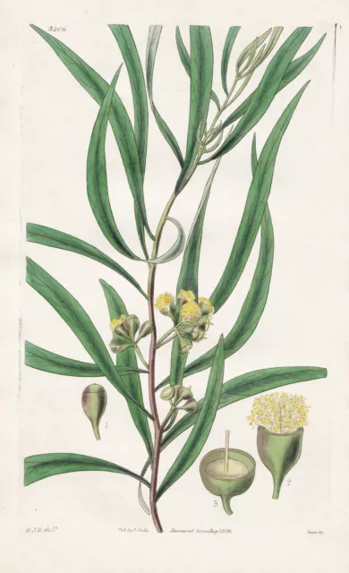 Eucalyptus Amygdalina Australia botany engraving Kupferstich Curtis 3260