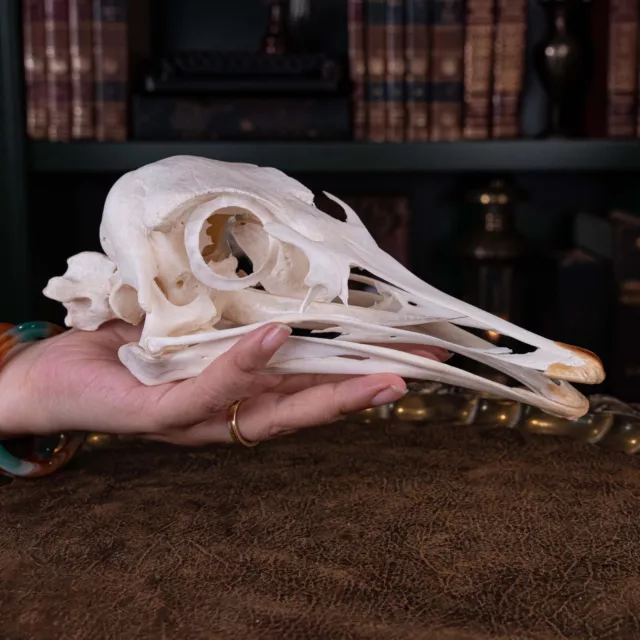 Real Ostrich Skull, skeleton, taxidermy, biggest bird anatomy, Emu, Cassowary