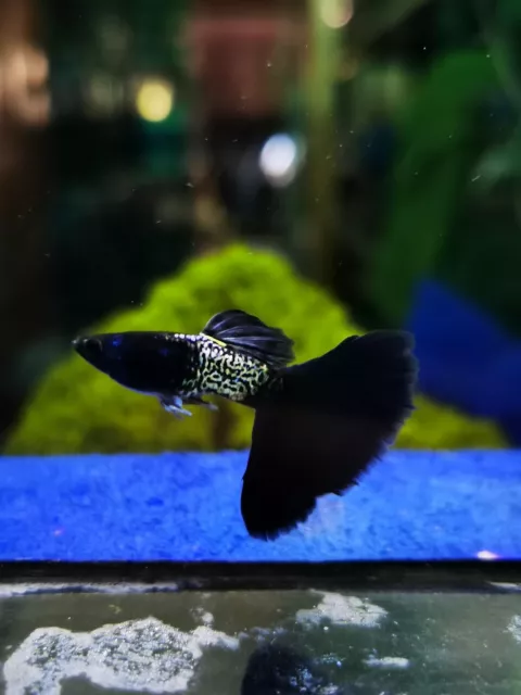 1 Pair Live Guppy Fish - Metal Black - High Quality