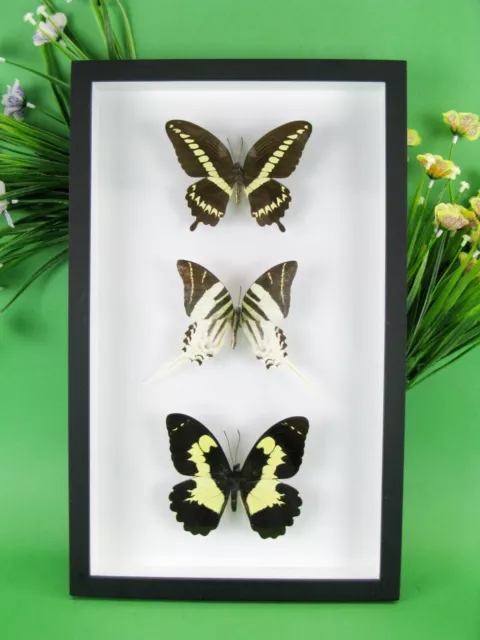 3 real beautiful and huge butterflies in the XXl showcase - single piece - 20