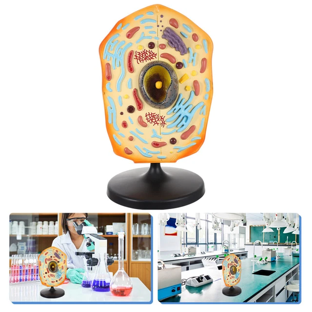 Kit attrezzature modelli biologia modello anatomico cellule animali