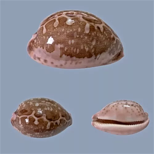 Cypraea mappa, Cuyo, Philippines, 70,7 mm, HD PATTERN, SELECTED QUALITY