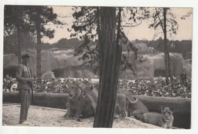 ANIMAUX - Lions - Parc zoologique du bois de Vincennes
