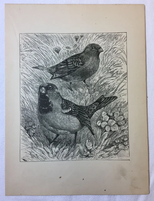 1880 book engraving ~ SPARROWS