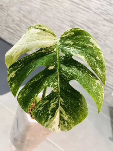 Monstera Variegata ,monstera Albo Variegata