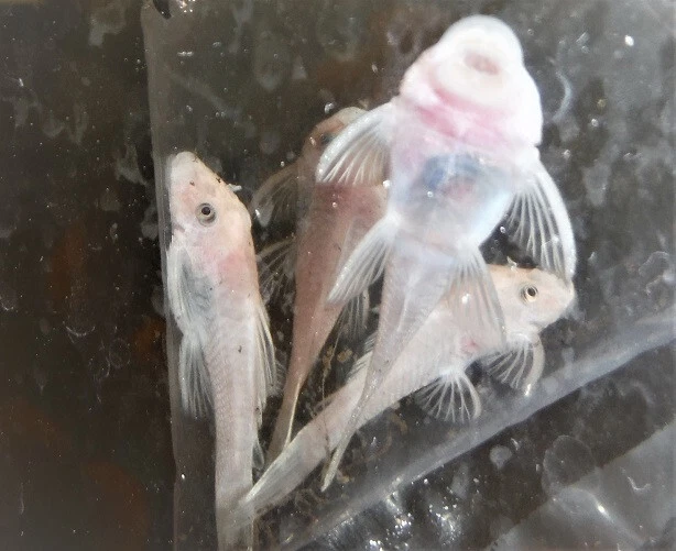 Group of 3 Snow White  1 & 1/2 to 2 Inch Bristlenose Plecos