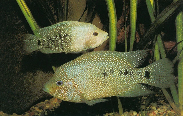 Tamasopo Cichlid *SALE*