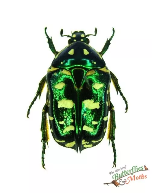 Protaetia philippensis Green flower beetle A1- SET x1 Entomology specimen NICE