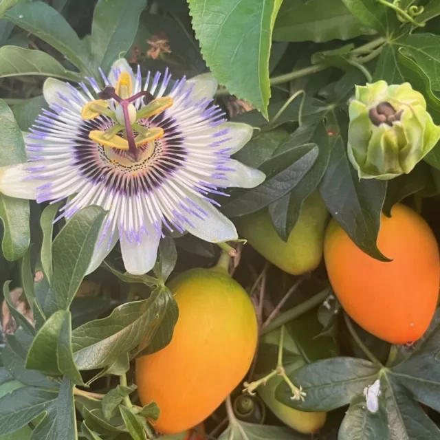 10 Semillas De Passiflora Caerulea, Blanca Azul