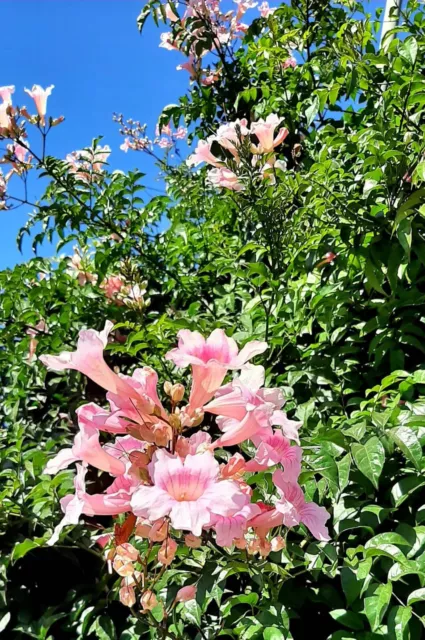 200 semillas de Bignonia rosada   - Podranea ricasoliana  - flores rosas