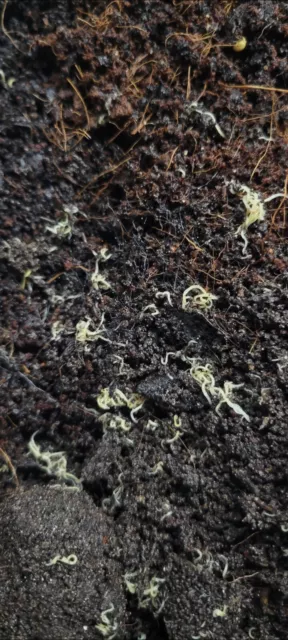 White Worm Starter Culture
