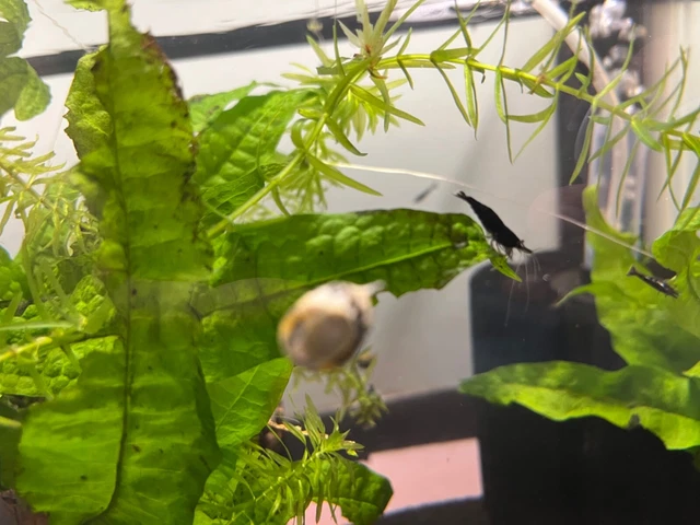 12 Chocolate shrimp/ Black Rose Neocaridina Davidi freshwater