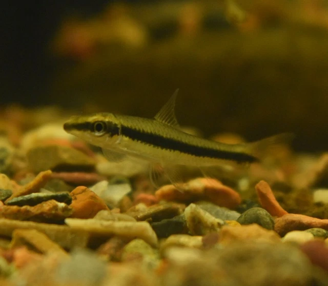 Live Siamese Algae Eater 1.5" (Pack of 3 Tropical Aquarium Fish) PLS READ DESCR 2