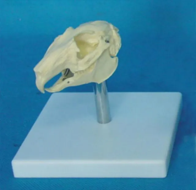RS rabbit Skull model Anatomy jaw teeth Veterinary anatomy display education