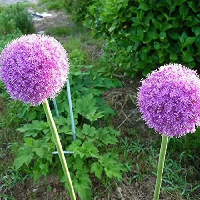 15x Lila Riesen Allium giganteum F1 Lauch Garten Pflanzen - Samen A212