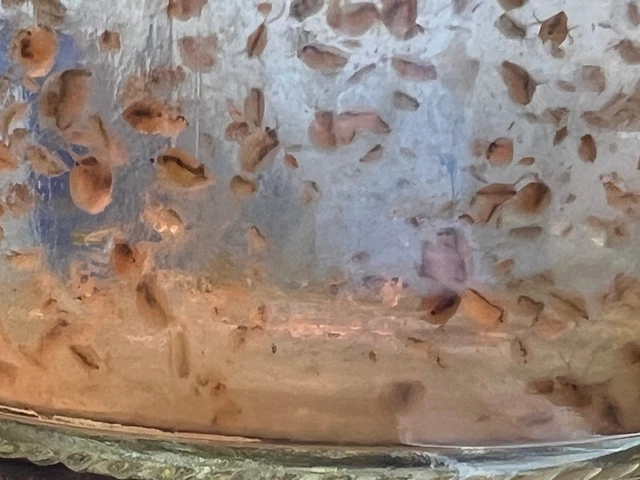 Live Daphnia Magna Aquarium Food Cultured Indoors