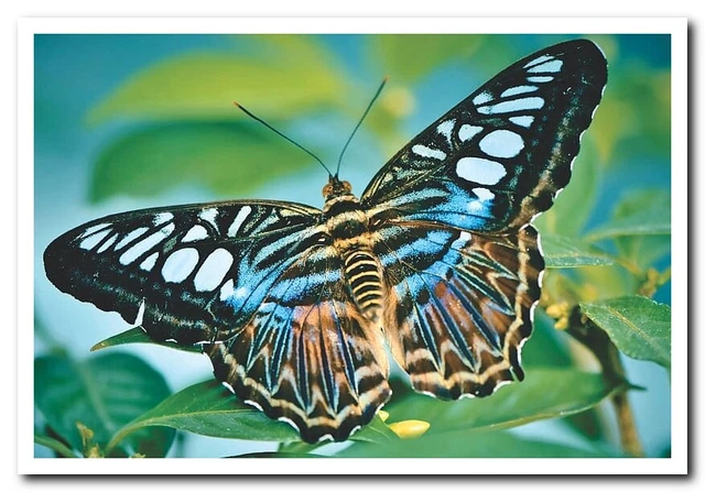 butterfly tropical butterfly exotic insect Postcard