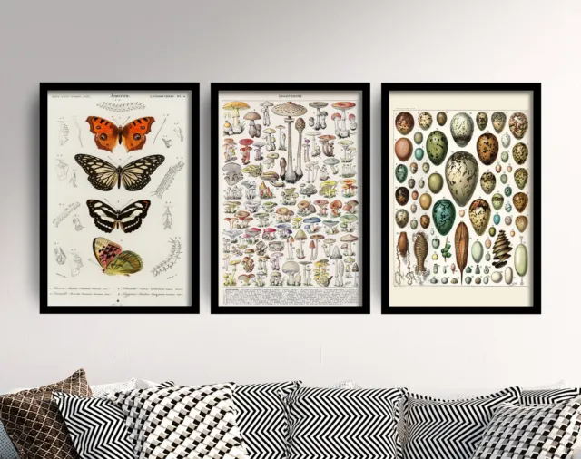 Mushrooms, Eggs and Butterflies - Adolphe Millot Set of 3 Art Prints Posters