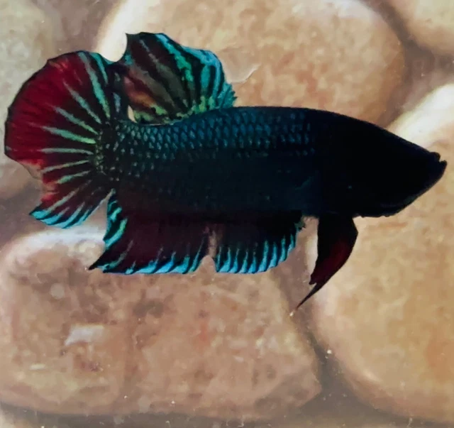 live fish betta Male  fighter  high genetics USA ( picture real💯)