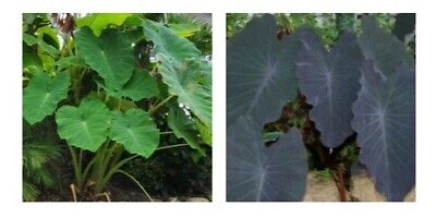lot2 colocasia 25cm  1 esculenta black magic  cm  +1 vert  plante bassin 1.80 m