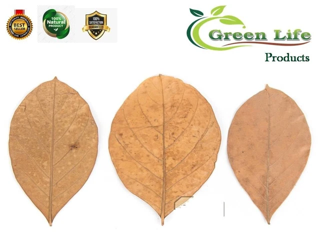 Dried Jack fruit Leaves,Natural,Organic,Bio Film Shrimp Aquarium