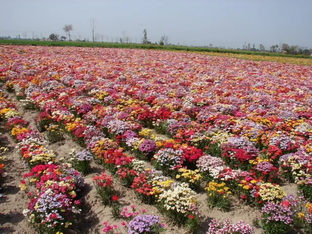 Nemesia Strumosa Carnival Mixture - 3500 Seeds 2