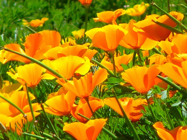 Goldmohn Samen – Eschscholzia Californica, 100 Stück – Leuchtend Orange & Gelb, Trockenresistent